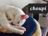 Chaton roux et blanc à adopter