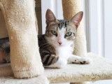 Chatonne disponible à l'adoption