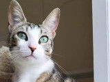 Chatonne disponible à l'adoption