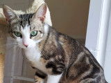 Chatonne disponible à l'adoption