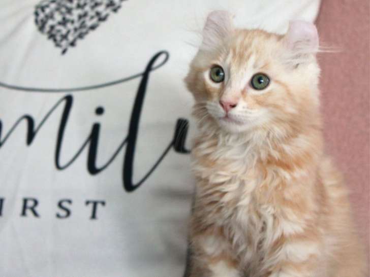Chatons de race American Curl à vendre (2 femelles & 3 mâles)