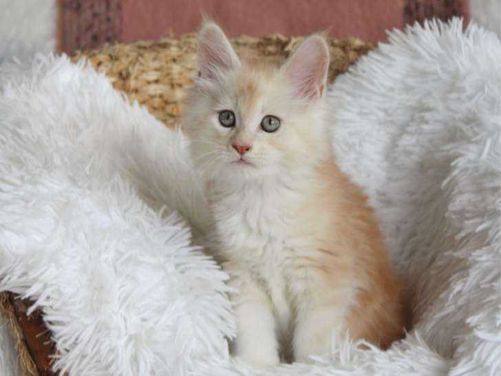 Chatons de race Maine Coon à vendre (3 mâles)