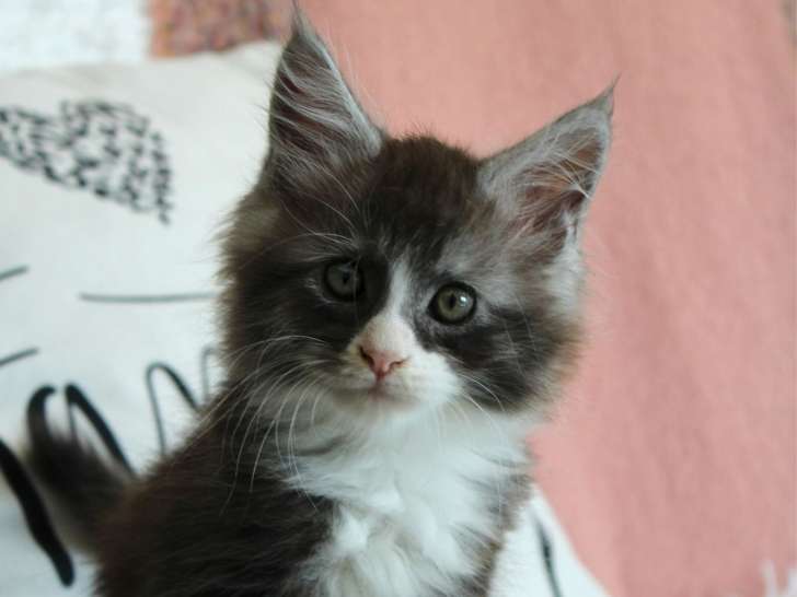 Chatons de race Maine Coon à vendre (3 femelles & 2 mâles)