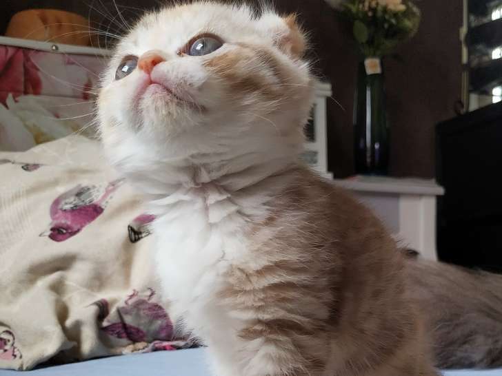 Chatons de race Scottish Fold à vendre (4 femelles & 1 mâle)