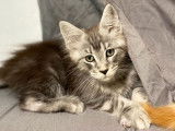 À vendre : deux chatons mâles Maine Coons LOOF, de mai 2023