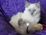 Trois chatons Ragdolls LOOF, d'avril 2023, à vendre