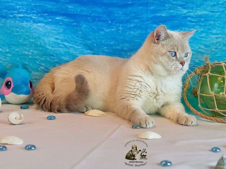 Un chat British Shorthair LOOF, de juin 2018, à vendre