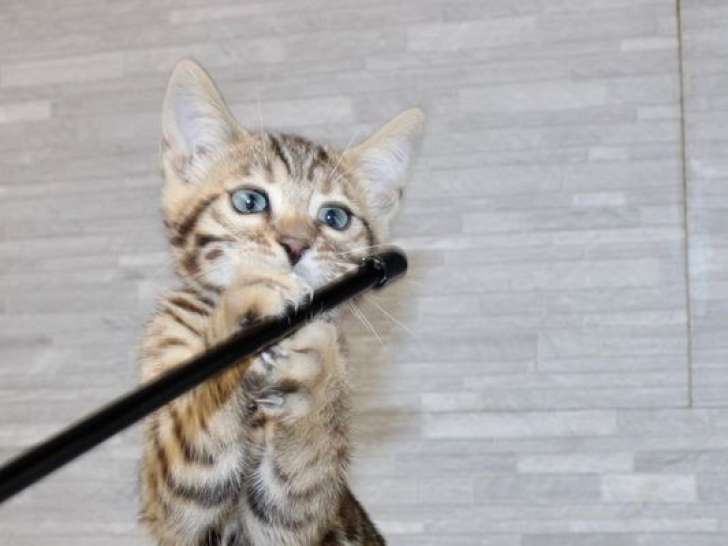 À vendre : un chaton Bengal LOOF, d'avril 2023