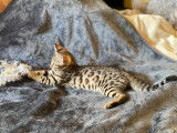 Femelles Bengal snow mink et tabby brown à vendre