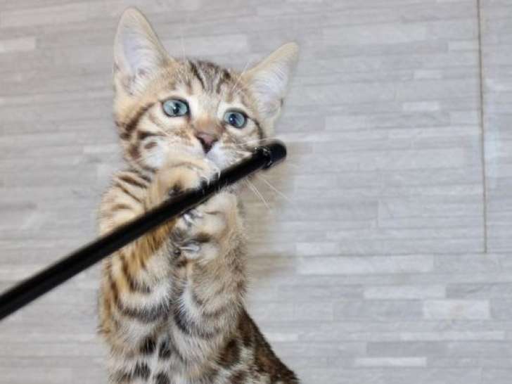 Un chaton femelle Bengal LOOF, de mai 2023, à vendre