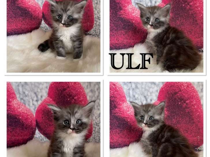 5 chatons Maine Coons LOOF, de juin 2023, à réserver