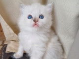 À réserver : deux chatonnes Ragdolls bleus LOOF