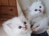 À réserver : deux chatonnes Ragdolls bleus LOOF