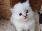 À réserver : deux chatonnes Ragdolls bleus LOOF
