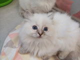 À réserver : deux chatonnes Ragdolls bleus LOOF