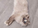 À réserver : deux chatonnes Ragdolls bleus LOOF