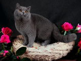 Chat adulte British Shorthair colorpoint LOOF pour une saillie