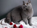 Chat adulte British Shorthair colorpoint LOOF pour une saillie