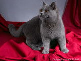 Chat adulte British Shorthair colorpoint LOOF pour une saillie