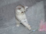Chaton Exotic Shorthair LOOF black silver shaded à vendre