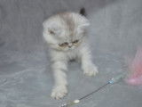Chaton Exotic Shorthair LOOF black silver shaded à vendre
