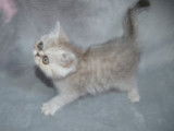 Chaton Exotic Shorthair LOOF black silver shaded à vendre
