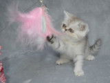 Chaton Exotic Shorthair LOOF black silver shaded à vendre
