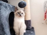À vendre : trois chatons Sacrés de Birmanie blue point (LOOF)