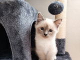 À vendre : trois chatons Sacrés de Birmanie blue point (LOOF)