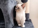 À vendre : trois chatons Sacrés de Birmanie blue point (LOOF)
