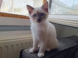 À vendre : trois chatons Sacrés de Birmanie blue point (LOOF)