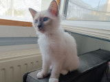 À vendre : trois chatons Sacrés de Birmanie blue point (LOOF)