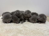 Chatons chartreux LOOF &agrave; r&eacute;server