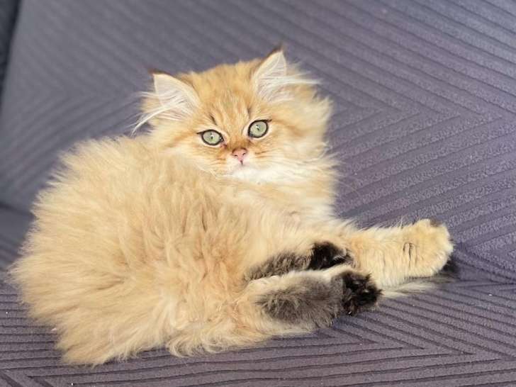 Chaton British Longhair LOOF à vendre