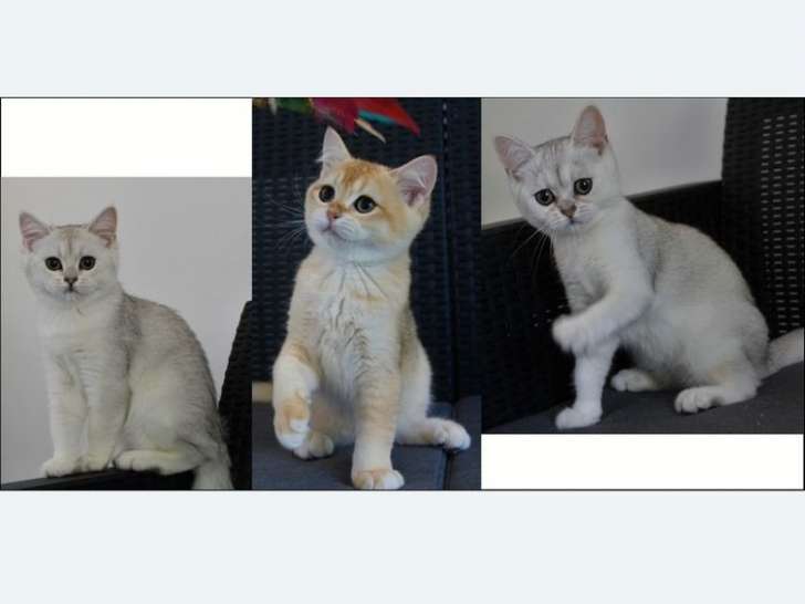 À vendre : trois chatons British Shorthairs (LOOF)