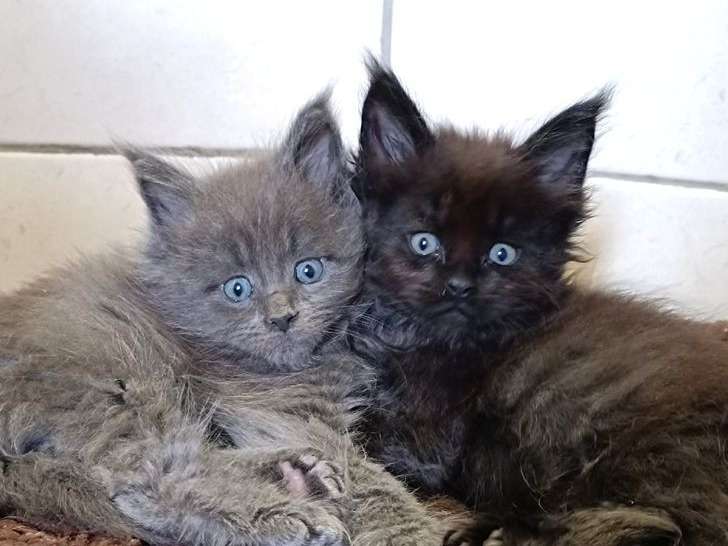 À réserver : deux chatons Maine Coons (LOOF)