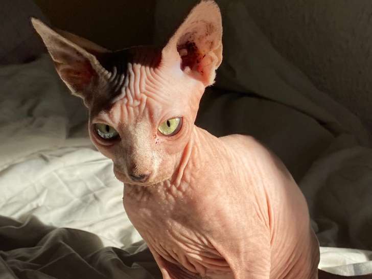 Chaton de type Sphynx mâle à vendre
