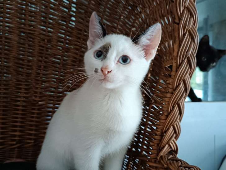 Chatonne de 4 mois à donner
