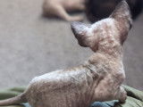 Chaton mâle Devon Rex seal mink à vendre
