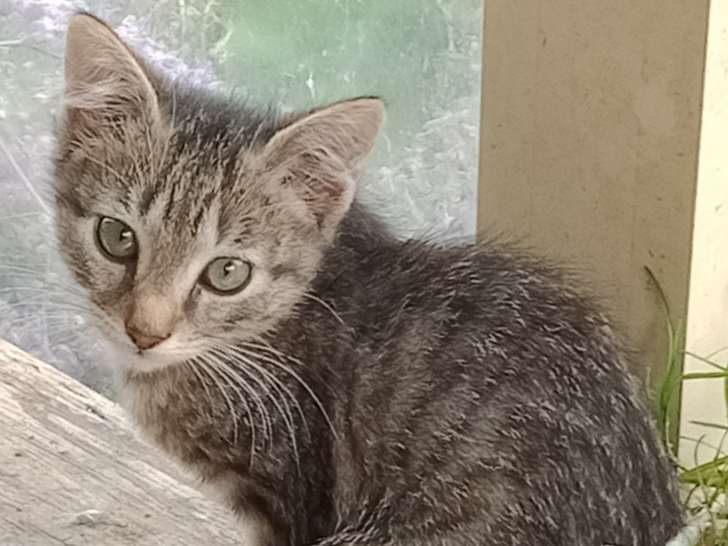 Chaton de 3 mois à donner