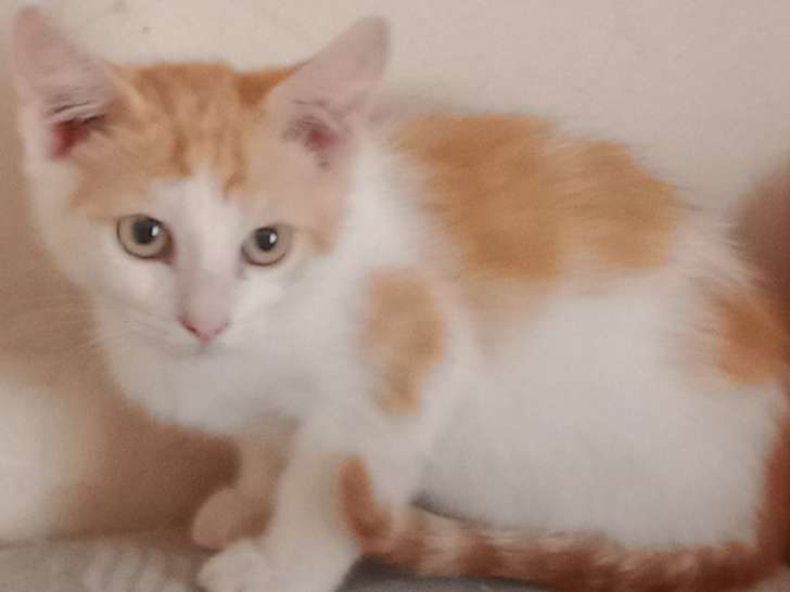 Chaton roux et blanc à donner