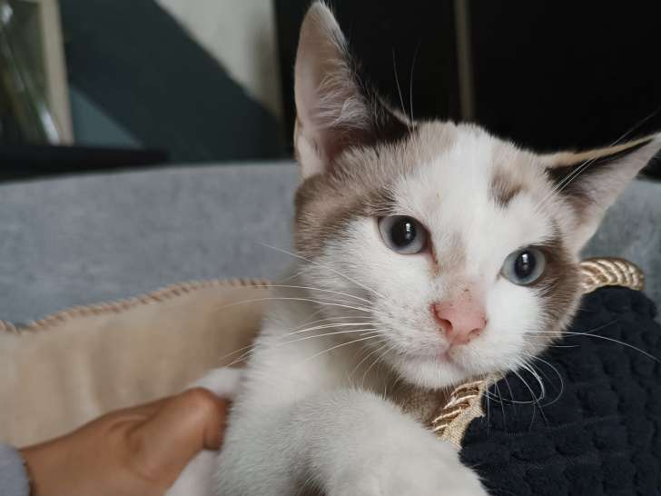 Chatonne crème à adopter