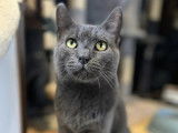 Chatte grise disponible à l'adoption