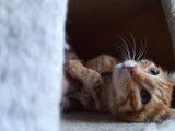 Chaton roux à céder