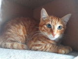 Chaton roux à céder