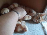 Chaton roux à céder