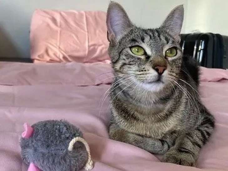 Chatte tigrée à céder