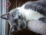 Mysaria chatonne junior a adopter