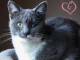 Mysaria chatonne junior a adopter