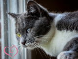 Mysaria chatonne junior a adopter